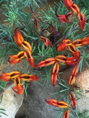 Lotus berthelotii