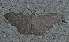 Idaea eretmopus