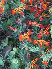 Lotus berthelotii