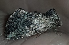 Elusa oenolopha