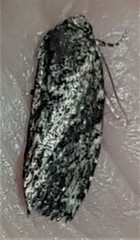 Elusa oenolopha