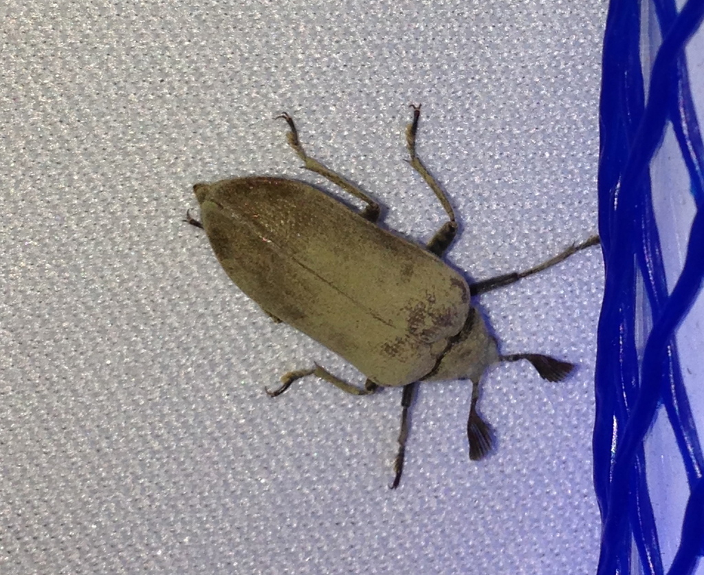Sandalus californicus