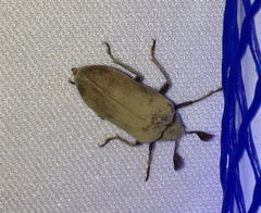 Sandalus californicus