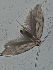 Mimobrachyoma meselectra