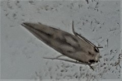 Mimobrachyoma meselectra