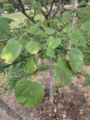 Magnoliopsida
