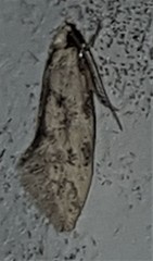 Mimobrachyoma meselectra