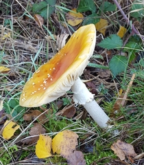 Amanita muscaria