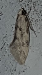 Mimobrachyoma meselectra