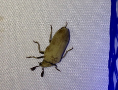 Sandalus californicus