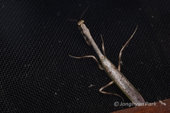 Pseudovates brasiliensis