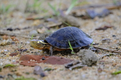 Sacalia quadriocellata