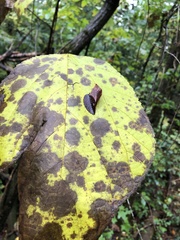 Acer pensylvanicum