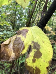 Acer pensylvanicum