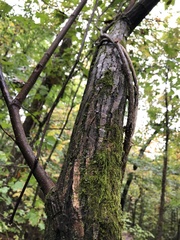 Acer pensylvanicum