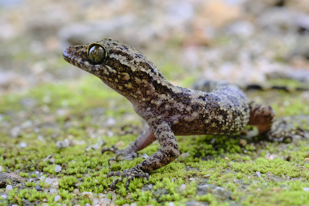 Yangbay Bent-toed Gecko