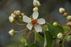 Pyrus bourgaeana