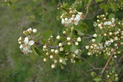 Pyrus bourgaeana