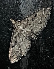 Sufetula hemiophthalma
