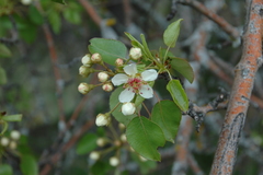 Pyrus bourgaeana