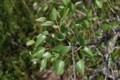 Pyrus bourgaeana