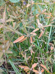 Croton glandulosus septentrionalis