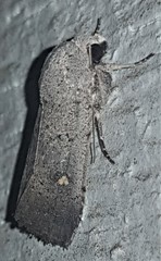 Proteuxoa hypochalchis