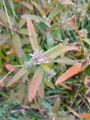 Croton glandulosus septentrionalis