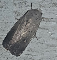 Proteuxoa hypochalchis