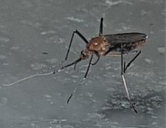 Coquillettidia xanthogaster