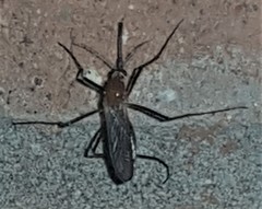 Coquillettidia xanthogaster