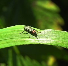 Oedemera croceicollis