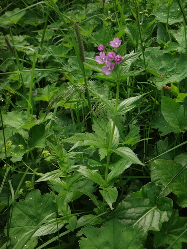 Image of Epilobium alpestre by (c) Christian Berg, some rights reserved (CC BY)