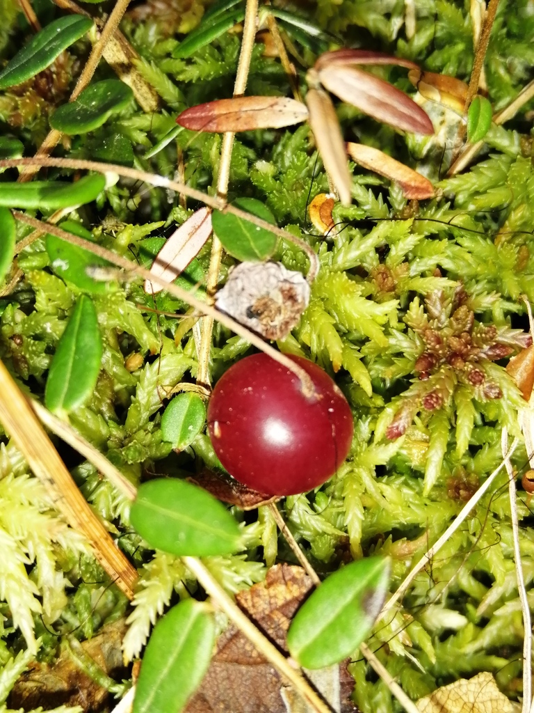 bog cranberry from Алапаевский р-н, Свердловская обл., Россия on ...