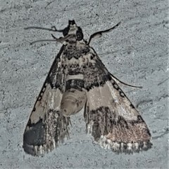 Nacoleia mesochlora