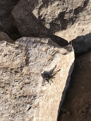 Acanthaclisini