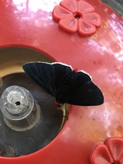Pyrrhopyge zenodorus