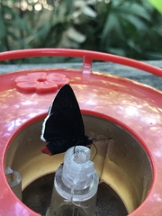Pyrrhopyge zenodorus