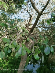 Feijoa sellowiana