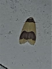 Heterallactis microchrysa