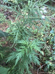 Eupatorium × pinnatifidum