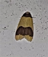 Heterallactis microchrysa