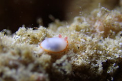 Goniobranchus verrieri