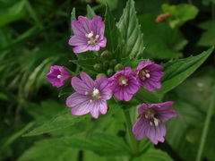 Epilobium alpestre