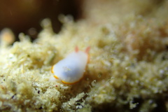 Goniobranchus verrieri