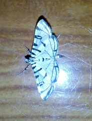 Conchylodes ovulalis