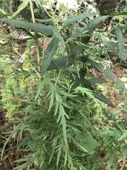 Eupatorium × pinnatifidum