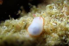 Goniobranchus verrieri