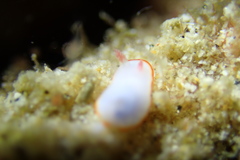Goniobranchus verrieri