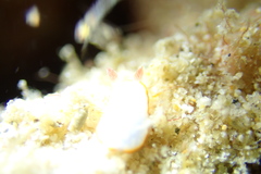 Goniobranchus verrieri